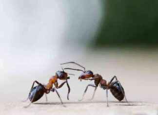 How to Keep Your Home Ant-Free: The Key is Removing that First One news-10082024-230454