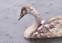 Warning issued by SSPCA after cygnet killed by fishing gear news-24082024-004110