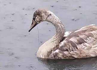 Warning issued by SSPCA after cygnet killed by fishing gear news-24082024-004110