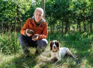 Dog Behavior Key Factor in Truffle Quality: Stirling University Study dog-behavior-key-factor-in-truffle-quality-stirling-university-study