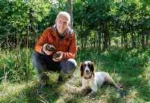 Dog Behavior Key to Truffle Quality & Quantity dog-behavior-key-to-truffle-quality-quantity